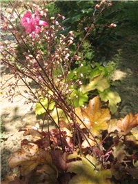 d4c0d818-cvijet hauchere.jpg